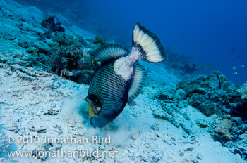 Titan Triggerfish [Balistoides viridescens]