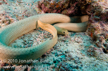 Olive Sea snake [Aipysurus laevis]