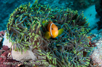 Blackfinned Anemonefish [Amphiprion nigripes]