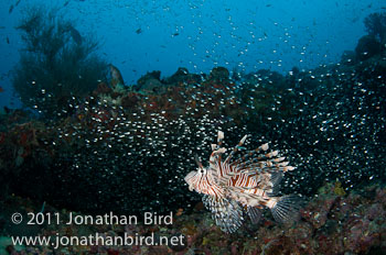 Spotfin Lionfish [Pterois antennata]