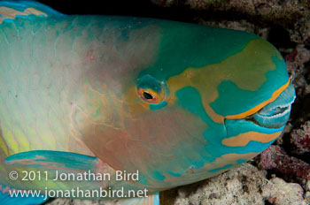  Parrotfish [--]