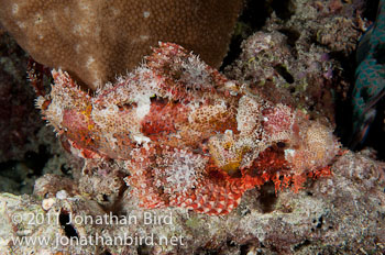 Tasselled Scorpionfish [--]