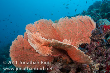 sea fan Coral [--]