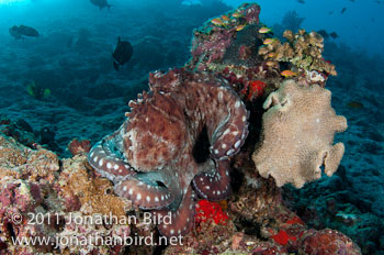 Reef Octopus [--]