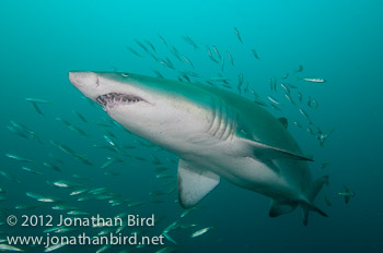 Sand Tiger Shark [Carcharias taurus]