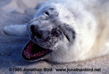 Gray Seal [Halichoerus grypus]