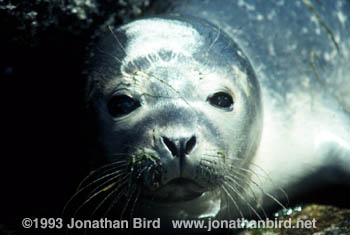 Harbor Seal [Phoca vitulina]