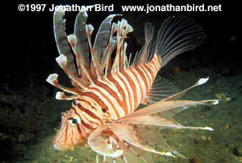 Volitans Lionfish [Pterois volitans]
