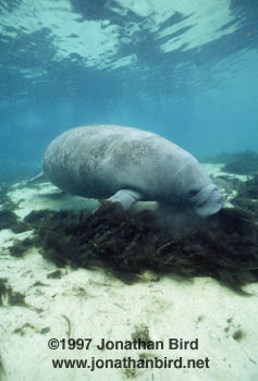 West Indian Manatee [Trichechus manatus]