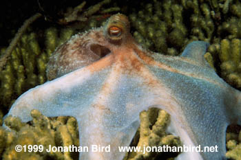 Caribbean reef Octopus [Octopus briareus]