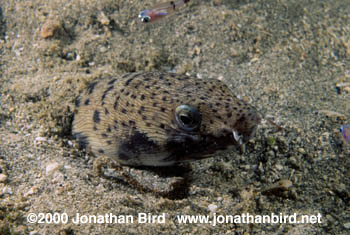Spotted Snake Eel [Ophichthus ophis]