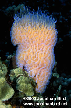 Azure Vase Sponge [Callyspongia plicifera]