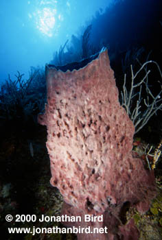 Giant Barrel Sponge [Xestospongia muta]