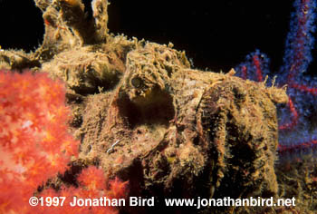 Common Stonefish [Synanceia verrocosa]