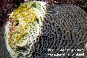 Bleached Coral [Agaricia grahamae]