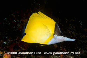 Long-nosed Butterflyfish [Forcipiger flavissimus]