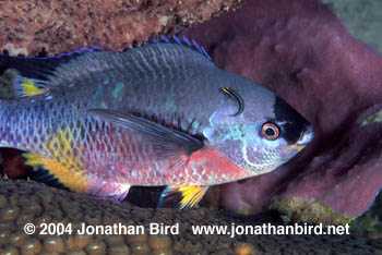 Creole Wrasse [Clepticus parrae]