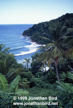 Dominica Shore [--]