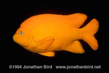 Garibaldi Fish [Hypsypops rubicundus]