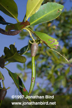 Red Mangrove [Rhizophora mangle]
