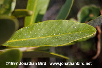 Black Mangrove [Avicennia germinans]