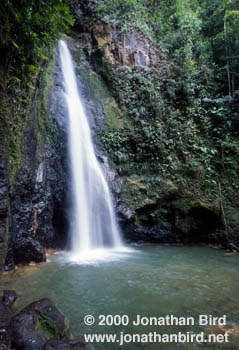 Dominica Waterfall [--]