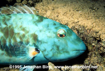 Yellowtail Parrotfish [Sparisoma rubripinne]