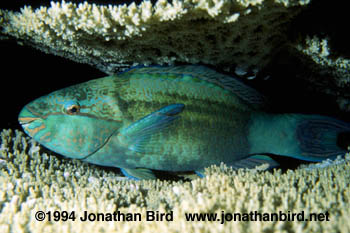 Unknown Parrotfish [Scarus sp.]