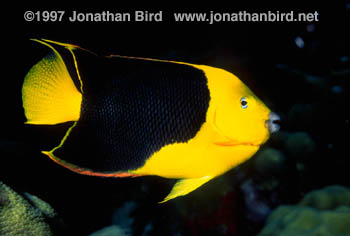 Rock Beauty Angelfish [Holocanthus tricolor]