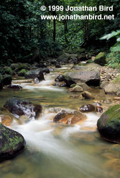 Dominica Stream [--]