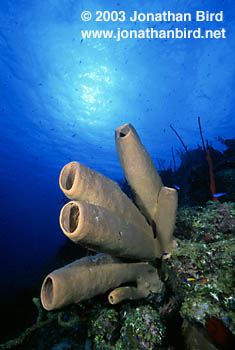 Tube Sponge [Agelas conifera]
