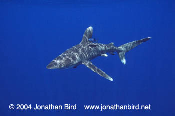 Oceanic White Tip Shark [Carcharhinus longimanus]