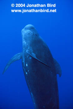 Short-finned Pilot Whale [Globicephala macrorhynchus]