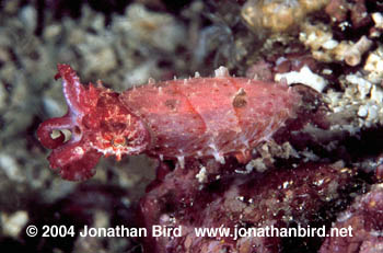 Broadclub Cuttlefish [Sepia latimanus]