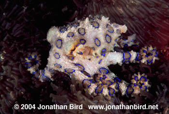 Blue Ringed Octopus [Hapalochlaena lunulata]