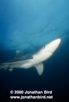 Blue Shark [Prionace glauca]