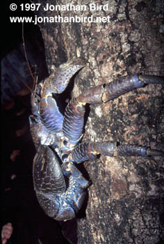 Coconut Crab [Birgus latro]