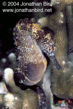 Common Sea horse [Hippocampus taeniopterus]