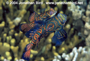Mandarin Fish [Synchiropus splendidus]