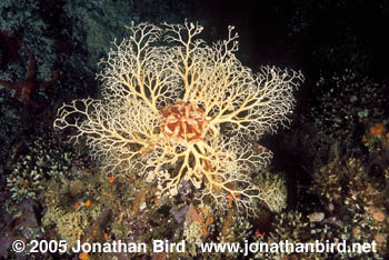 Basket Sea star [Gorgonocephalus eucnemis]