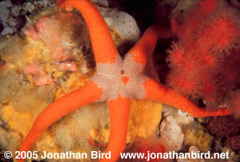 Blood Sea star [Henricia leviuscula]