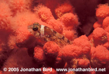 Scalyhead sculpin Fish [Artedius harringtoni]