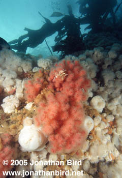 cold water Reef [--]