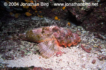 Pacific Spotted Scorpionfish [Scorpaena mystes]