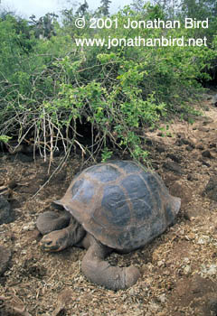 Galapagos Land Tortoise [Geochelone elephantopus]