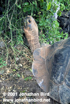 Galapagos Land Tortoise [Geochelone elephantopus]