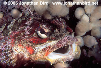 Red Irish Lord Fish [Hemilepidotus hemilepidotus]