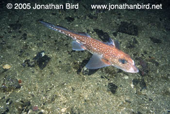 Spotted Ratfish [Hydrolagus colliei]