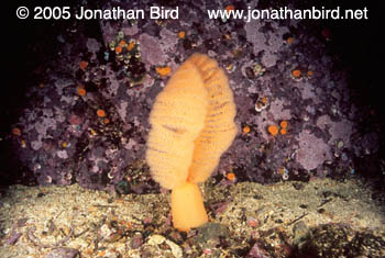 Orange Sea Pen [Ptilosarcus guyneyi]