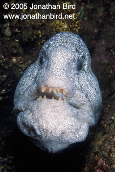 Pacific Wolf Fish [Anarrhichthys ocellatus]